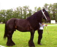 Mulassiers poitevin