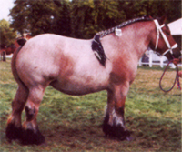 Chevaux de trait Ardennais