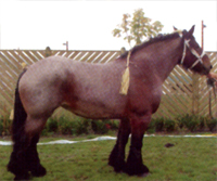 Chevaux de trait Auxois