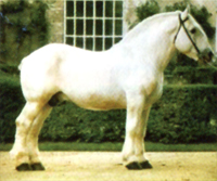 Chevaux de trait boulonnais