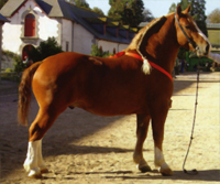 Chevaux de trait Bretons