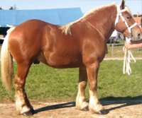 Chevaux de trait comtois