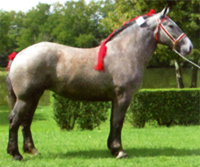 Chevaux de trait Percheron